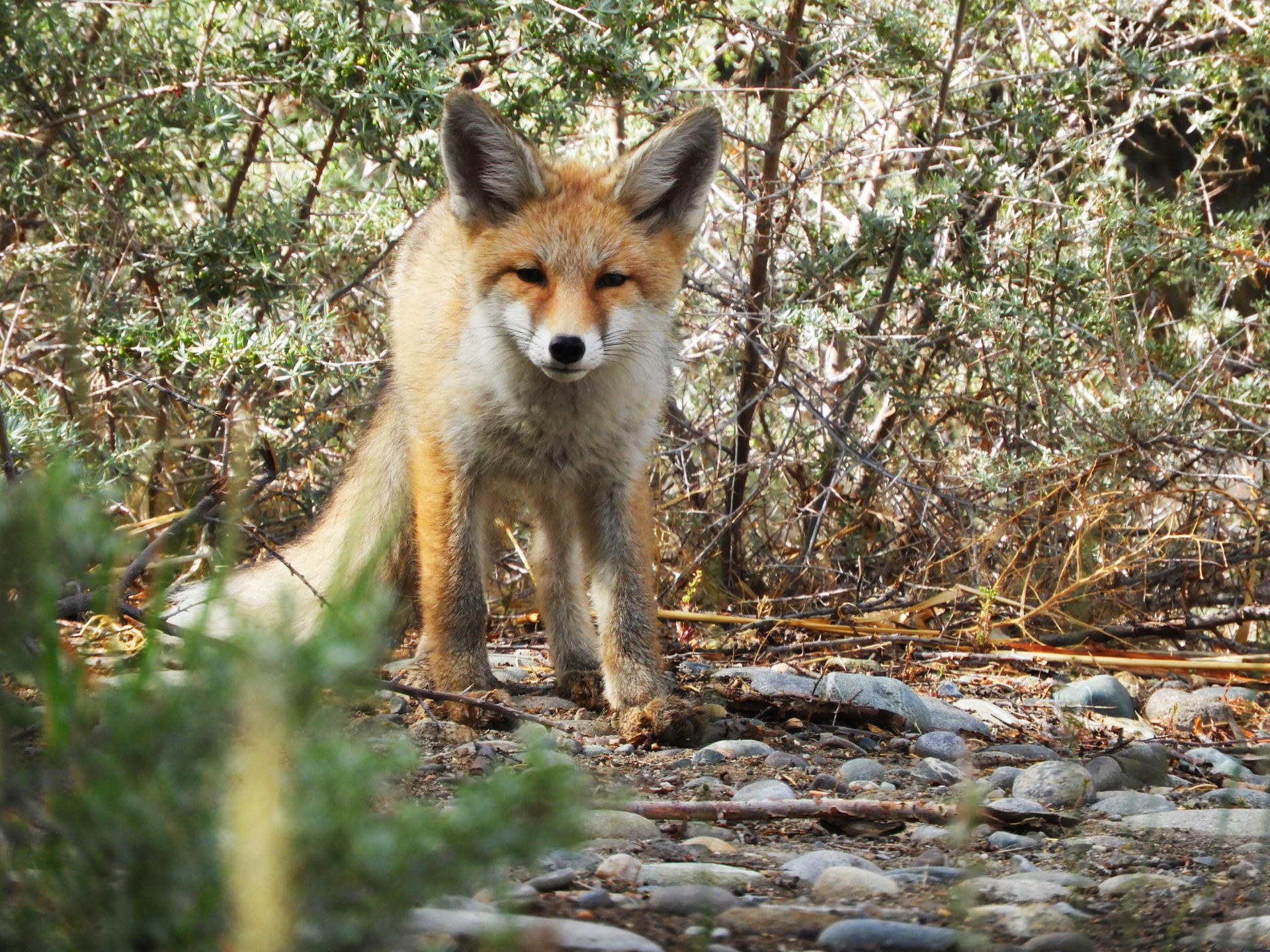 Himalayan Fox